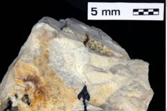 Foto (Detailansicht) von Galatheithes zitteli (von Meyer, 1851) (NHMW-GEO-1990-0041-0507)
